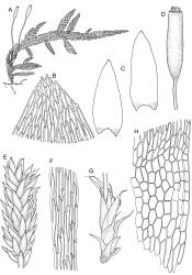 Image: R.C. Wagstaff © Landcare Research 2014 